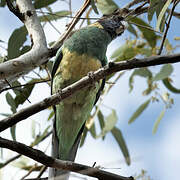 Australian Ringneck