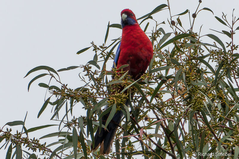 Perruche de Pennant