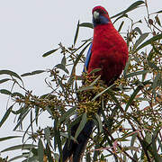 Crimson Rosella