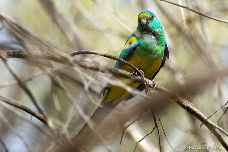 Mulga Parrot