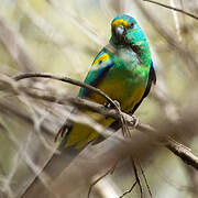 Mulga Parrot