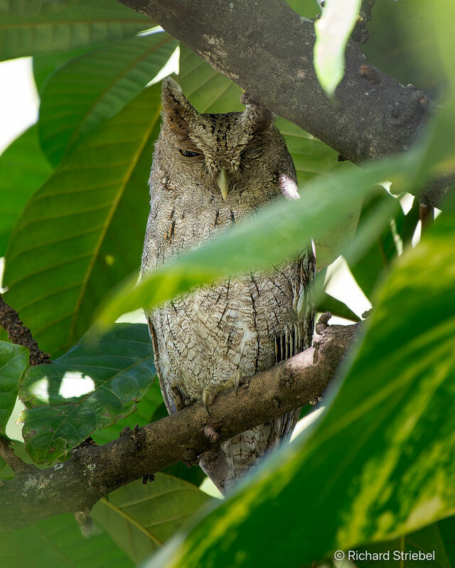 Pacific Screech Owl