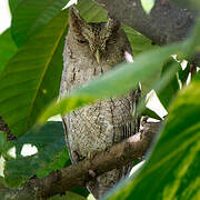 Pacific Screech Owl