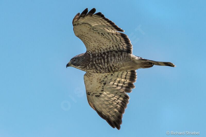 Broad-winged Hawk