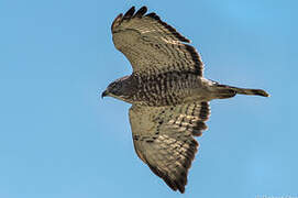 Broad-winged Hawk