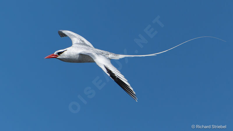 Red-billed Tropicbird