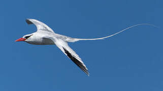 Red-billed Tropicbird