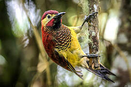 Crimson-mantled Woodpecker