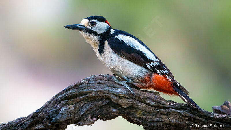 Great Spotted Woodpecker