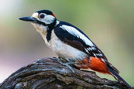 Great Spotted Woodpecker