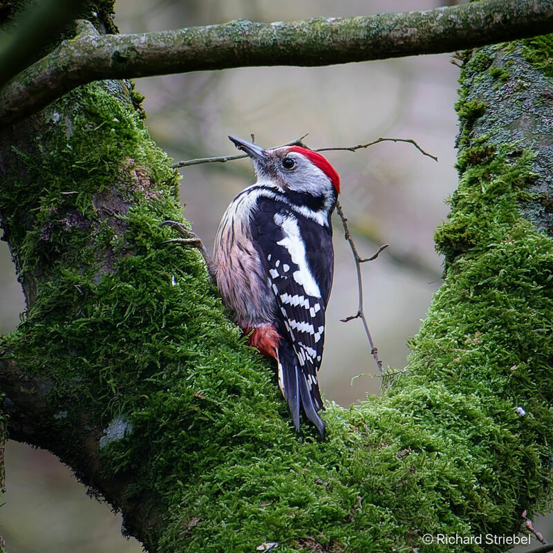 Middle Spotted Woodpecker