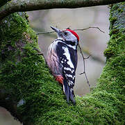 Middle Spotted Woodpecker