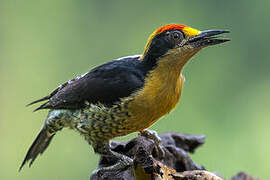 Golden-naped Woodpecker