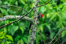 Lineated Woodpecker