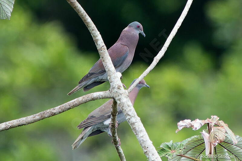 Pale-vented Pigeon