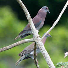 Pigeon rousset