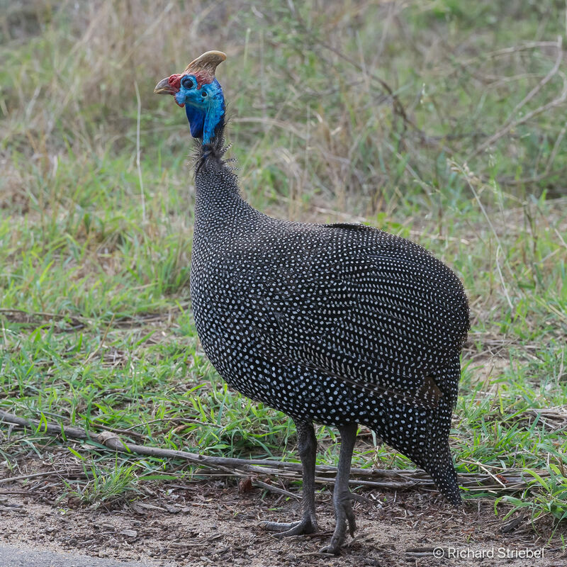 Helmeted Guineafowl