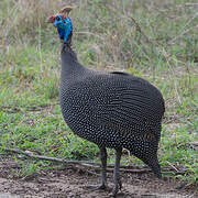 Helmeted Guineafowl