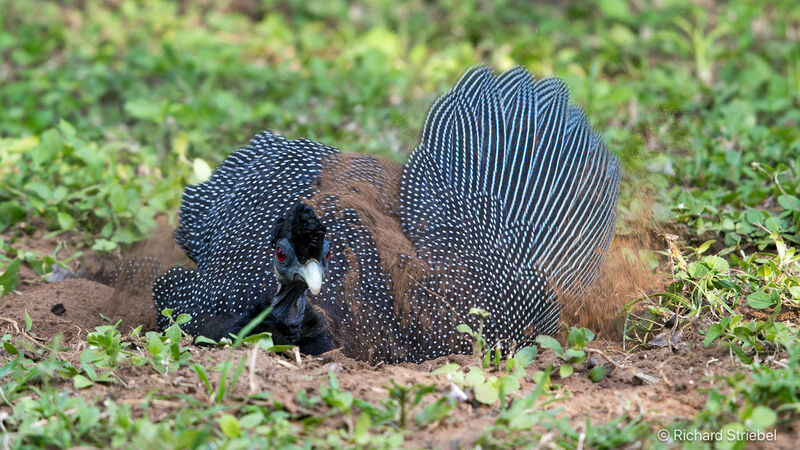 Eastern Crested Guineafowl, care