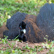 Eastern Crested Guineafowl