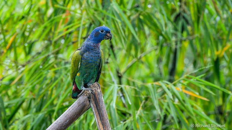 Pione à tête bleue