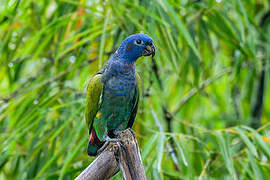 Blue-headed Parrot