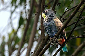 Bronze-winged Parrot