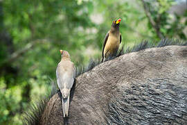 Yellow-billed Oxpecker