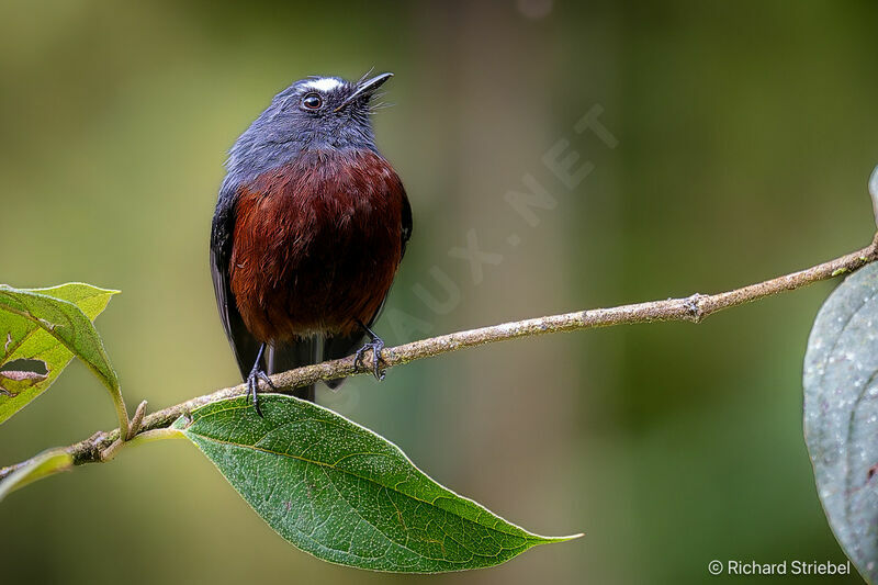 Slaty-backed Chat-Tyrant