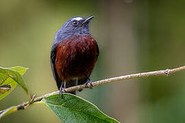 Slaty-backed Chat-Tyrant