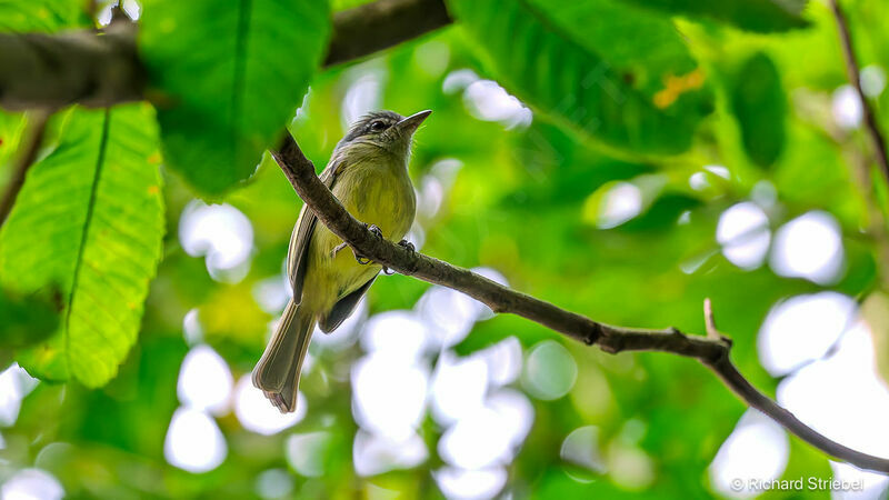 Platyrhynque jaune-olive