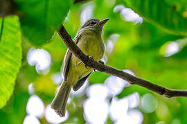 Yellow-olive Flatbill