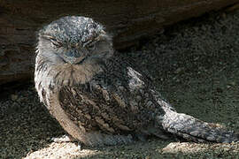 Tawny Frogmouth