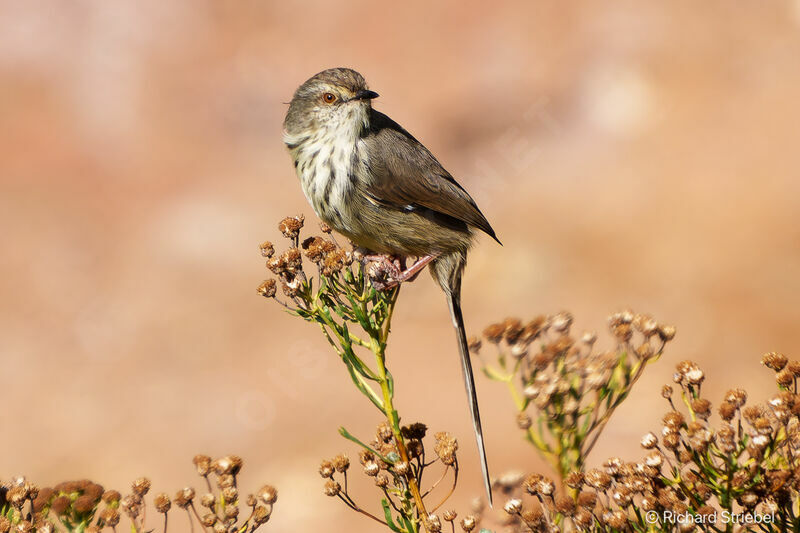 Drakensberg Prinia