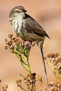 Prinia du Drakensberg