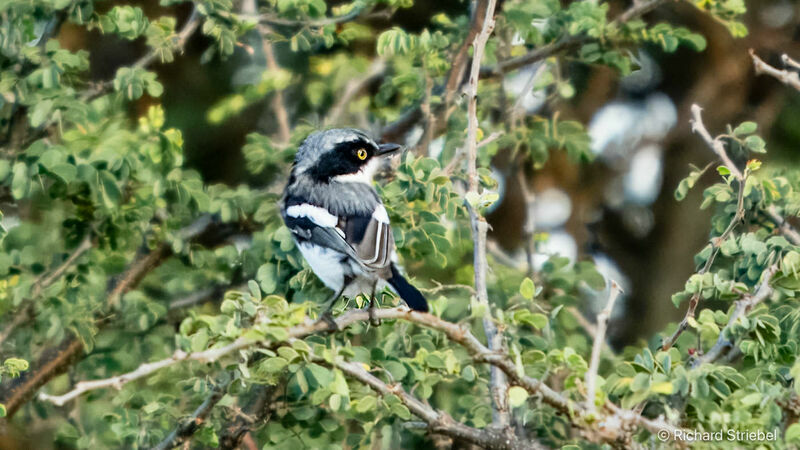 Chinspot Batis