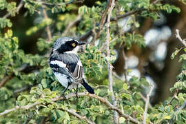 Chinspot Batis