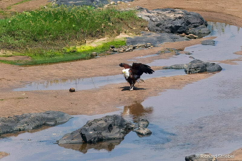 African Fish Eagle