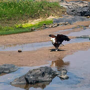 African Fish Eagle