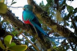 Quetzal resplendissant