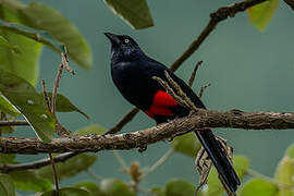 Red-bellied Grackle