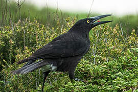 Grey Currawong