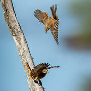 Common Redstart