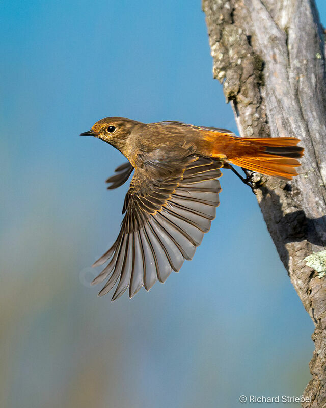 Common Redstart, Flight