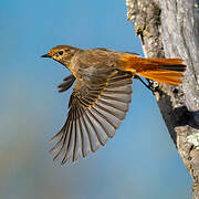 Common Redstart