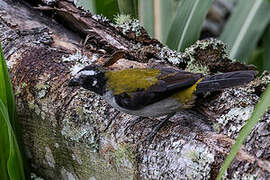 Black-winged Saltator