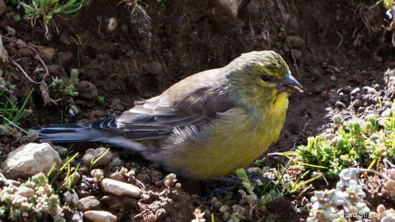 Drakensberg Siskin male adult