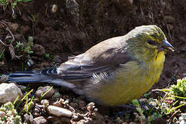 Drakensberg Siskin