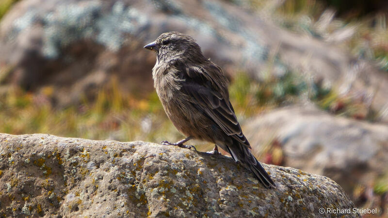 Drakensberg Siskin female adult