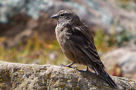 Drakensberg Siskin